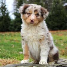 Australian cattle dog mix philadelphia county, philadelphia, pa id: Australian Shepherd Puppies For Sale Greenfield Puppies