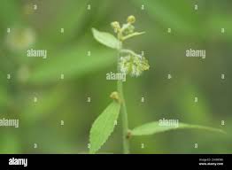 Image result for Tragia glabrata