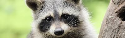 How do i keep animals from digging in my mulch? How To Get Rid Of Raccoons Updated For 2021