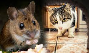 Getting rid of a mouse infestation is no simple task because of this. Property News How To Get Rid Of Mice In Your House In Uk Top Pest Control Tips Express Co Uk