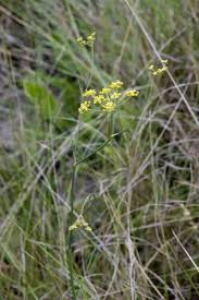 Image result for Afrosciadium