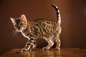 Wir sind hobbyzüchter von bengalkatzen und haben bengalkitten zeitweise abzugeben. Bengalkatze Bengal Alle Infos Zur Rasse Die Tierexperten