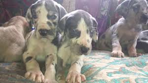 Purebreed great dane puppy available. Night Magic Danes Home Page
