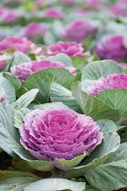 Late winter to early spring is a great time to select your planting area, think about how you want to use your flowers, and choose the varieties that inspire you. Alan Titchmarsh S Tips On All Year Round Planting Express Co Uk
