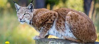 Der schlüssel, um ihn zu fangen, ist, seinen angriffen zur richtigen zeit auszuweichen oder sie zu blocken, bis sie es schließlich schaffen, ihn zu fall zu bringen. Luchs Duda News