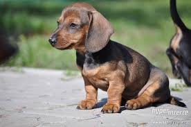 Image result for jezevčík hladkosrstý