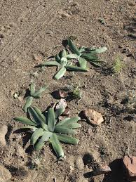 Image result for Ammocharis