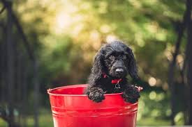 Given the community's low vaccination rate, san antonio tends to see an increased pet disease rate. 7 Surefire Ways To Find Cheap Dog Shots Or Free Vaccinations