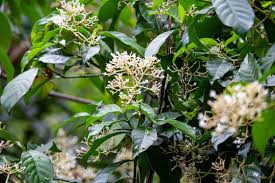 Image result for Psychotria auxopoda