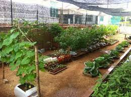 Memilih bibit sayuran yang sesuai. 20 Gambar Inspirasi Kebun Sayur Belakang Rumah