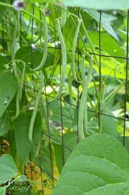 Why I Love Emerite Pole Beans Why Pole Green Beans Are Better Than Bush An Oregon Cottage Growing Green Beans Pole Beans Container Gardening Vegetables