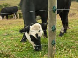 Electric fences are designed to create an electrical circuit one terminal of the power energizer releases an electrical pulse along a connected bare wire about. Why Electric Fencing Stafix