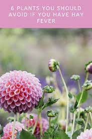 6 Plants You Should Avoid If You Have Hay Fever Plants Pollen Flowers Types Of Flowers