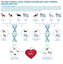 animal dna test archives hungry and fit