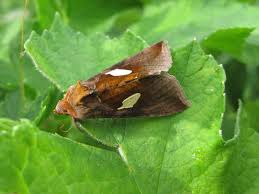 Image result for Autographa bractea