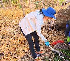 List of law of the jungle episodes. 05 22 2015 The Law Of The Jungle In Indochina Ep 162 Videos Law Of The Jungle Jungle Law
