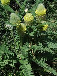 Image result for Astragalus atropilosulus