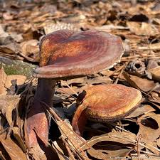 Image result for Ganoderma curtisii