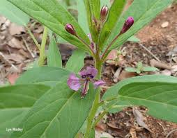 Image result for Cleome monophylla