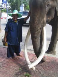 Traditions, use & abuse