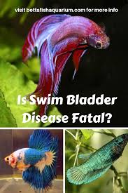 Is Swim Bladder Disease Fatal In 2020 Swim Bladder Disease Bladder Disease