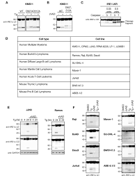 Caspase Mediated Cleavage Of Ire1 Controls Apoptotic Cell