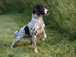 Springer spaniel puppies committed to excellence in the field david's commitment to excellence in the field is carried over to a commitment to all his clients ensuring that all of his customer have every opportunity to be successful with one of his strain of springer spaniels. 790 Spaniel Love Ideas Spaniel Spaniel Puppies Cocker Spaniel