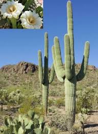 Check spelling or type a new query. Solve Arizona State Flower Saguaro Cactus Jigsaw Puzzle Online With 70 Pieces