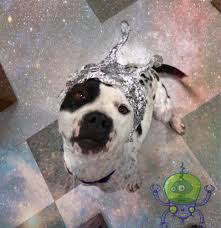 It's just super cool. the retention rate became especially evident in june, when the bissell pet foundation was planning to hold one of its regular adoption events in charleston. Oklahoma Animal Shelter Uses Area 51 Meme To Raise Adoption Awareness