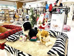 11月26日 火 まで阪急百貨店うめだ本店10階の阪急ハロードッグにて featuring anberso 開催中です anberso blog ノーフォークテリア 犬 大型犬