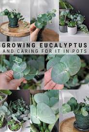 For most of us, this may not apply as the plant will probably not blossom under less than optimal conditions. Eucalyptus Plant Care How To Care For Potted Eucalyptus In 2020 Plants Plant Care Household Plants