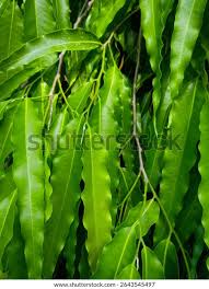 Image result for Monoon longifolium