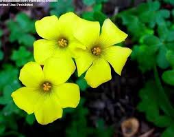 Image result for Oxalis corniculata