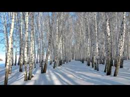 белая берёза под моим окном принакрылась снегом точно серебром Youtube Winter Trees Birch Tree Wallpaper White Birch Trees
