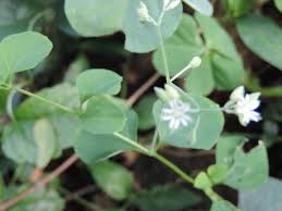 Image result for Drymaria