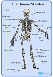 It is comprised of many bones, formed by intramembranous ossification, which are joined together by. What Are Bones Bones Of The Human Skeleton Teaching Wiki