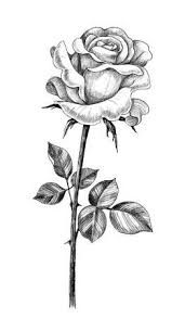 Take the plunge about drawing. Hand Drawn Rose Flower Bud With Leaves Isolated On White Background Pencil Drawing Monochrome Flowe Roses Drawing Flower Art Drawing Beautiful Flower Drawings