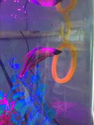 Steve Loves His Toy Hoop I Made Him Betta Fish Toys Betta Fish Care Beta Fish Tank