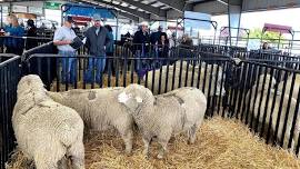 101st Annual Montana Ram Sale and 13th Annual Ewe Sale