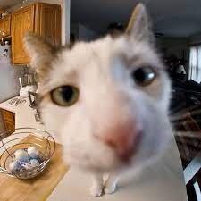 18 Curious Cats Hilariously Bumping Into Cameras I Can Has Cheezburger Cats Cute Cats Cat Aesthetic