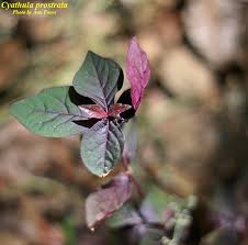 Image result for Cyathula