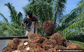 It is also the major shareholder of another plantation company listed in singapore, bumitama agri limited (sgx: Plantation Industry Plagued With Issues Says Palm Oil Association Chief Free Malaysia Today Fmt