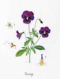 Practise Your Satin Stitch With These Pretty Embroidered Pansies Please Be Aware This D Embroidery Flowers Pattern Embroidery Flowers Embroidery Patterns Free