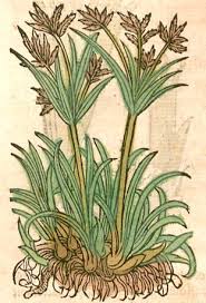 Image result for Cyperus nduru