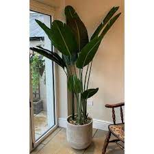 With decorative succulents and plants you can make endless combinations, as well as choose from among different types of pots made from fabric, ceramic, cement or glass. The Seasonal Aisle 190cm Artificial Banana Leaf Tree In Planter Wayfair Co Uk