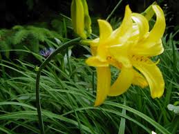 Grund genug, sich diesen hellen, leuchtenden farbton in den eigenen garten zu holen. Gelbe Blume Im Garten Foto Bild Pflanzen Pilze Flechten Natur Bilder Auf Fotocommunity