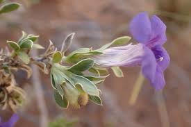 Image result for Aptosimum albomarginatum