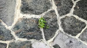 Das günstigste lavastein gibt es schon ab 2,43 euro für das teuerste lavasteine muss man bis zu 99. Lavasteine Fur Den Garten Gartenrevue De