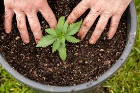 It is used for treating various illnesses, anxiety, depression, sleep deprivation, and overall wellness. 4 Simplest Ways To Grow Cbd Plants In Your Garden Agroop Blog