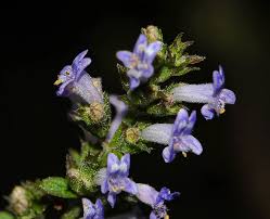 Image result for Cantinoa